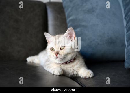 Chatons anglais de shorthair, nuances de gris argenté, couché sur le canapé gris foncé dans la maison, joli visage et bonne lignée. Banque D'Images