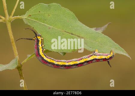Geometride Moth larva, Ceratonyx arizonensis, Geometridae. Longueur 52 mm. Se nourrissant de l'oeil de Goldeneye de Heartleaf, Viguiera cordifolia. Même que 14091126-14091166 Banque D'Images