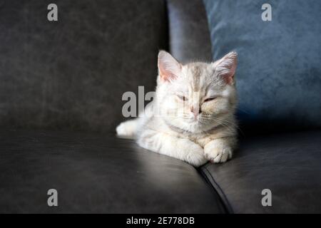 Chatons britanniques de shorthair, nuances de gris argenté, allongé sur le canapé gris foncé dans la maison, les yeux fermés et le visage endormi joli et la bonne lignée. Banque D'Images