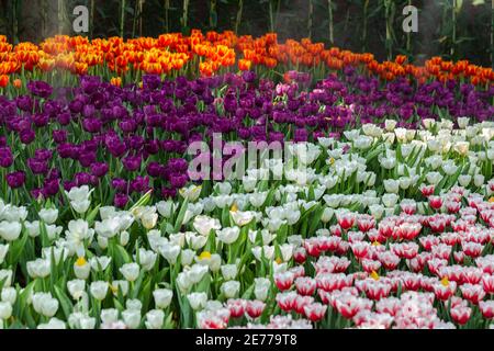 Tulipes colorées le jour de printemps venteux. Banque D'Images