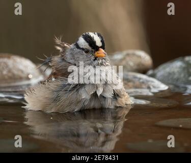 Bruant à couronne blanche (Zonotrichia leucophrys) à Birdbath, Sacramento County California USA Banque D'Images