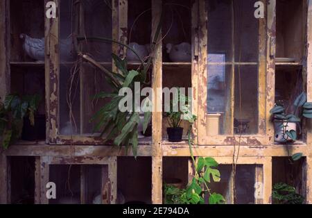 Plantes de maison exotiques avec de belles feuilles, différentes plantes d'intérieur dans la salle de séjour avec des décorations sur l'armoire Banque D'Images