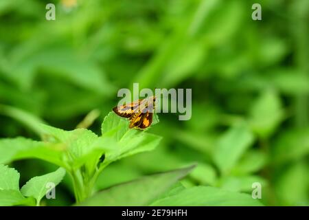 Le skipper d'herbe orange repose sur le feuillage vert Banque D'Images