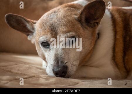 Un aîné Jack Russell Terrior se détend sur un canapé. Banque D'Images