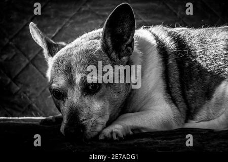 Un noir et blanc d'un ancien Jack Russell Terrior se reposant sur un canapé. Banque D'Images