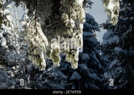Un pin recouvert de neige. Banque D'Images