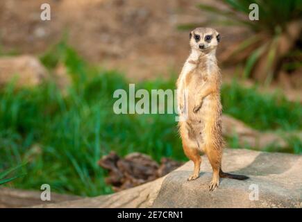 Garde debout Meerkat pour alerter la colonie en cas de danger Banque D'Images