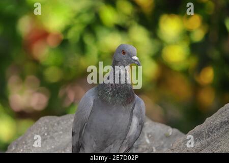 Photo de face montrant une vue rapprochée du pigeon avec un arrière-plan flou , inde- Asie Banque D'Images