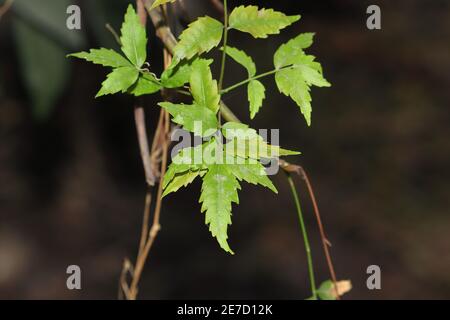 Photo de feuilles de néem fraîches et saines. , inde- Asie Banque D'Images