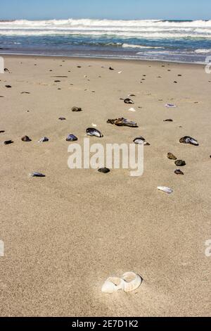 Fragments de coquillages dispersés sur une plage de sable à l'ouest Côte de l'Afrique du Sud Banque D'Images