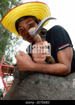 Seventeen-year old Thai mahout Aim holds the elephant hook, or angkus, that he uses to control his five-year old elephant Leo at the Surin Elephant Round-up festival in northeast Thailand November 18, 2007. Every year hundreds of elephants and mahouts head to the city to take part in the country's biggest elephant festival, selling sugarcane to tourists to feed them, and taking them for rides around town. With logging banned in 1989, more babies are hitting streets and trekking camps to meet tourism-driven demand for docile, good-looking animals. Picture taken November 18, 2007. To match featu