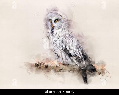 Grand hibou gris. Aquarelle Illustration. Banque D'Images