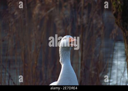 Une oie blanche au bord de l'eau de l'étang de canard du village à Geffen, pays-Bas, semblant sourire avec son bec ouvert Banque D'Images