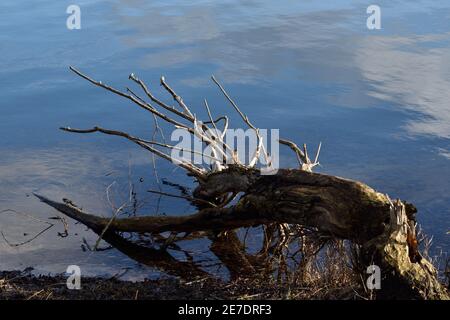 Un vieux arbre tombé ressemble à un cerf qui se délaça de la tête dans l'eau à boire Banque D'Images