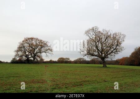 Champ d'hiver à l'extérieur de Woodchurch, Ashford, Kent, Angleterre, Royaume-Uni Banque D'Images