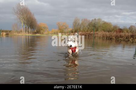 Cookie le cocapoo aime s'éclabousser dans les inondations de Peterborough, Cambridgeshire, alors que la rivière Nene, pleine d'eau de crue de la neige fondue et de fortes pluies, a surpassé les berges de la rivière. Banque D'Images