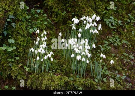 Des gouttes de neige poussant sur une banque de mousse dans la forêt de Galanthus nivalis Banque D'Images