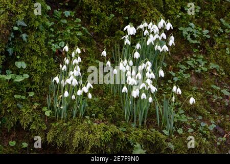 Des gouttes de neige poussant sur une banque de mousse dans la forêt de Galanthus nivalis Banque D'Images