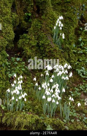 Des gouttes de neige poussant sur une banque de mousse dans la forêt de Galanthus nivalis Banque D'Images