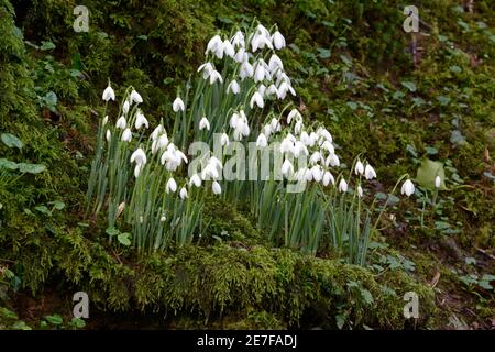 Des gouttes de neige poussant sur une banque de mousse dans la forêt de Galanthus nivalis Banque D'Images