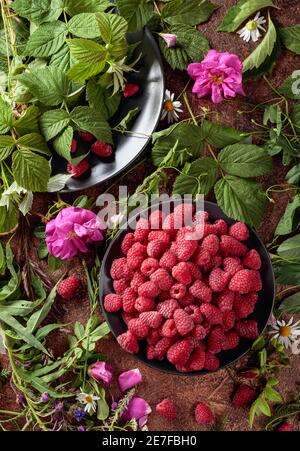 Framboises fraîches juteuses sur une assiette noire. L'été encore la vie avec, framboises, fleurs, et herbes de prairie. Vue du dessus. Banque D'Images