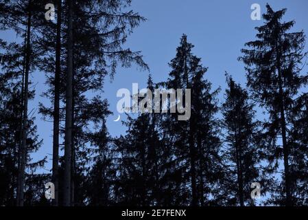 croissant de lune entre les sommets des arbres à l'aube, Bavière, Allemagne Banque D'Images