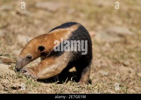 Le tamandua méridional, le Tamandua tétradactyla, également un anteater à col ou un anteater inférieur, est une espèce d'anteater d'Amérique du Sud, qui se trouve dans un pré Banque D'Images