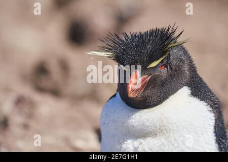 Eudyptes chrysocome est le pingouin de la trémie de roche aussi connu sous le nom pingouin à crête vivant sur les falaises rocheuses et abruptes de isla pinguino à l'aco atlantique Banque D'Images