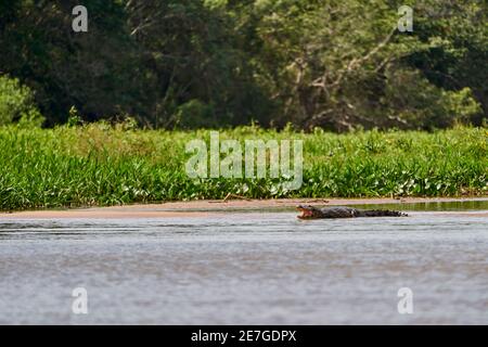 Caïman situé dans le marais des marécages du Pantanal, le long de la Transpantaneira, près de Porto Jofre, sur la rivière Cuiaba. Caiman est un genre de caimans withi Banque D'Images