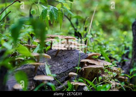 Gros plan avec une faible profondeur de champ un petit marron champignons poussant à partir d'un morceau de bois pourri et en décomposition couché sur le sol dans un dense et lus Banque D'Images
