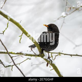 Femme blackbird assise sur la branche d'une neige couverte arbre Banque D'Images