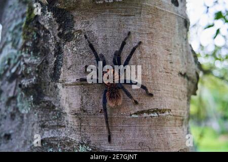 La tarantula colombienne, Xenesthis immanis, est une grande araignée d'oiseau terrestre, avec des jambes et un corps poilus et un beau motif. Banque D'Images