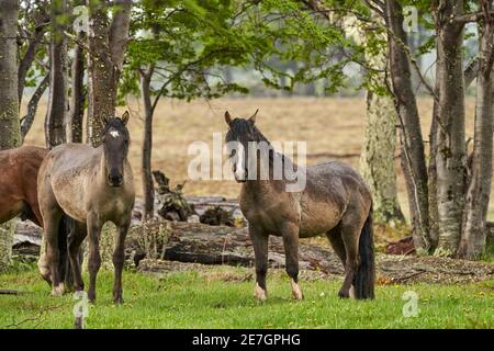 Equus, chevaux sauvages à tierra del fuego, Patagonie. Des chevaux sombres, forts et forts debout sous la pluie dans un bois avec des buissons et un vert gras luxuriant, ainsi Banque D'Images