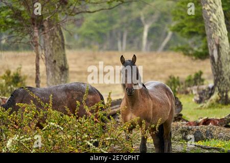 Equus, chevaux sauvages à tierra del fuego, Patagonie. Des chevaux sombres, forts et forts debout sous la pluie dans un bois avec des buissons et un vert gras luxuriant, ainsi Banque D'Images