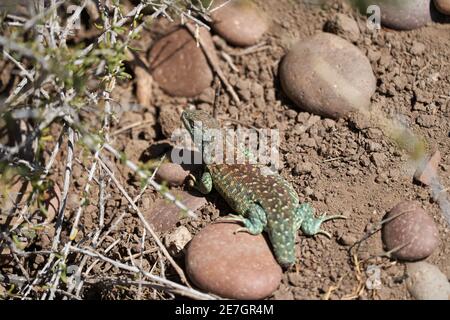 Lézard vert en Patagonie Argentine qui a récemment perdu sa queue et le regrandir Banque D'Images
