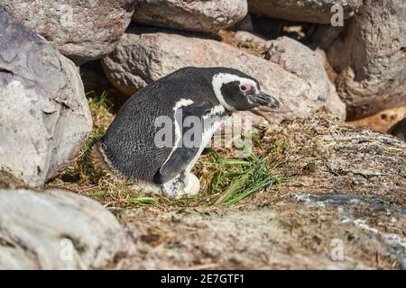 Spheniscus magellanicus, manchot de magellanic est assis dans son nid sur isla pinguino sur la côte Argentine en Patagonie, couver un oeuf allongé sur t Banque D'Images