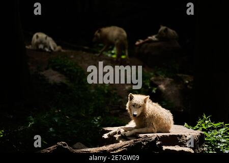 Loup de la baie d'Hudson, un grand loup blanc, vit dans l'Arctique et sur la côte nord-ouest de la baie d'Hudson, au Canada, en Amérique du Nord. Canis lupus hudso Banque D'Images