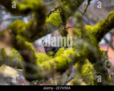 préparations hivernales d'écureuil sauvage sur arbre couvert de mousse - oeil niveau Banque D'Images