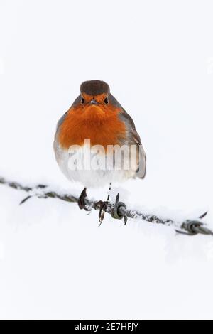 Robin (erithacus rubecula) dans la neige, Northumberland, Royaume-Uni Banque D'Images