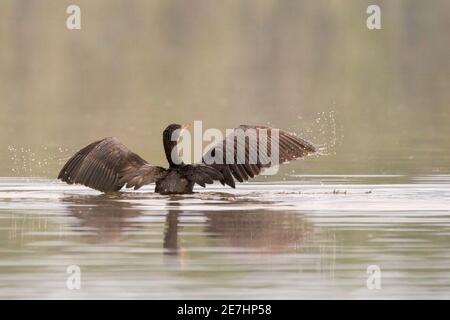 Double cormorant à crête séchant ses ailes dans le soleil levant sur un lac dans le comté de Door Wi. Banque D'Images
