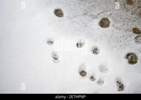 Arrière-plan avec pattes de chat dans la neige blanche et humide Banque D'Images