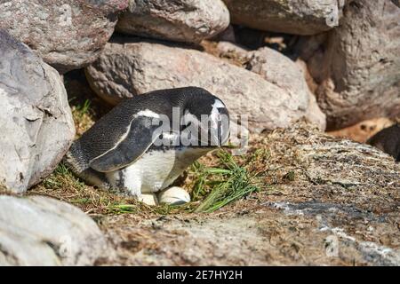 Spheniscus magellanicus, manchot de magellanic est assis dans son nid sur isla pinguino sur la côte Argentine en Patagonie, couver deux oeufs sur Banque D'Images