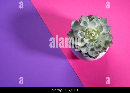 Plante succulente sur fond violet et rose Banque D'Images