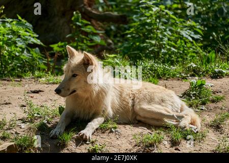 Grand loup blanc de la baie d'Hudson, vit dans l'Arctique et sur la côte nord-ouest de la baie d'Hudson, au Canada, en Amérique du Nord. Canis lupus hudsonicus, couché Banque D'Images