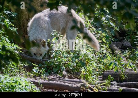 Grand loup blanc de la baie d'Hudson, vit dans l'Arctique et sur la côte nord-ouest de la baie d'Hudson, au Canada, en Amérique du Nord. Canis lupus hudsonicus, couché Banque D'Images