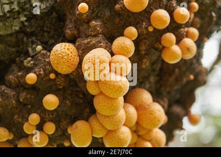 Cyttaria darwinii est un champignon spongieux, orange et édatable qui pousse sur les arbres de l'hémisphère sud. Également connu sous le nom de pain indien. Tierra del Banque D'Images