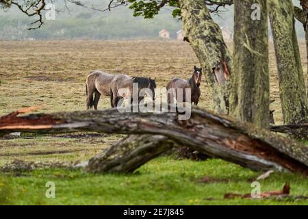 Equus, chevaux sauvages à tierra del fuego, Patagonie. Des chevaux sombres, forts et forts debout sous la pluie dans un bois avec des buissons et un vert gras luxuriant, ainsi Banque D'Images