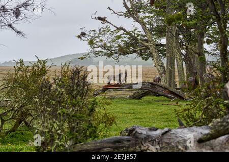 Equus, chevaux sauvages à tierra del fuego, Patagonie. Des chevaux sombres, forts et forts debout sous la pluie dans un bois avec des buissons et un vert gras luxuriant, ainsi Banque D'Images