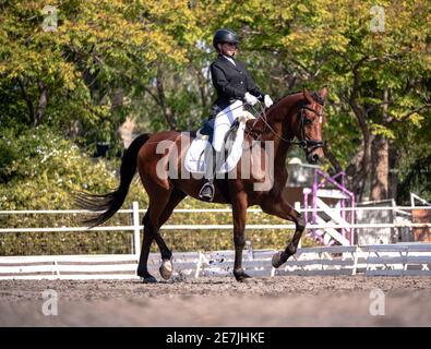 Concours de dressage octobre 2019 Israël Banque D'Images