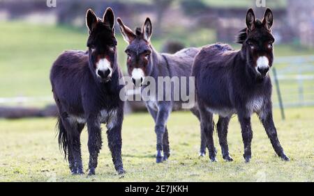 Trois Donkey's (Equus asinus) dans un champ en profitant d'une pause du mauvais temps, 02-03-2020 Banque D'Images